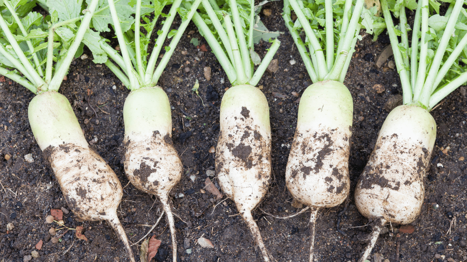 Vegetable Gardening: How to Grow Mooli or White radish