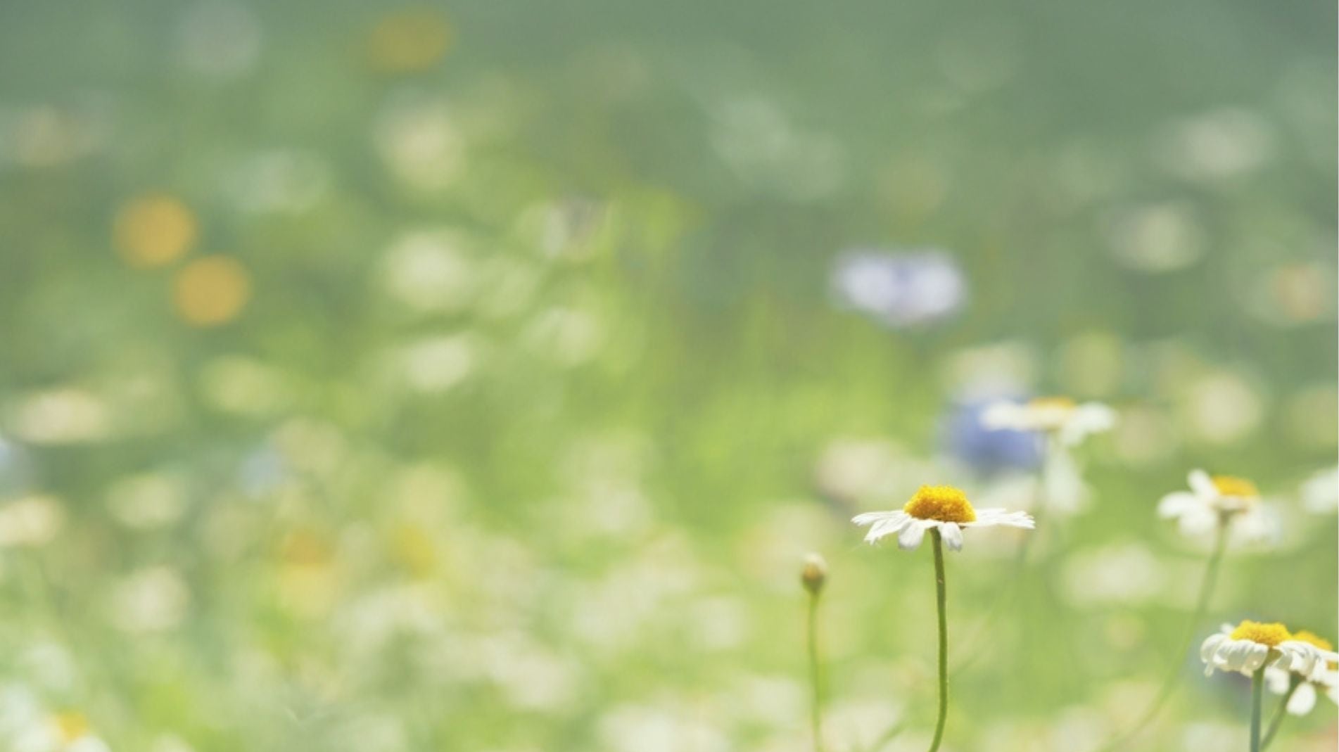 10 Tips for Sustainable Gardening