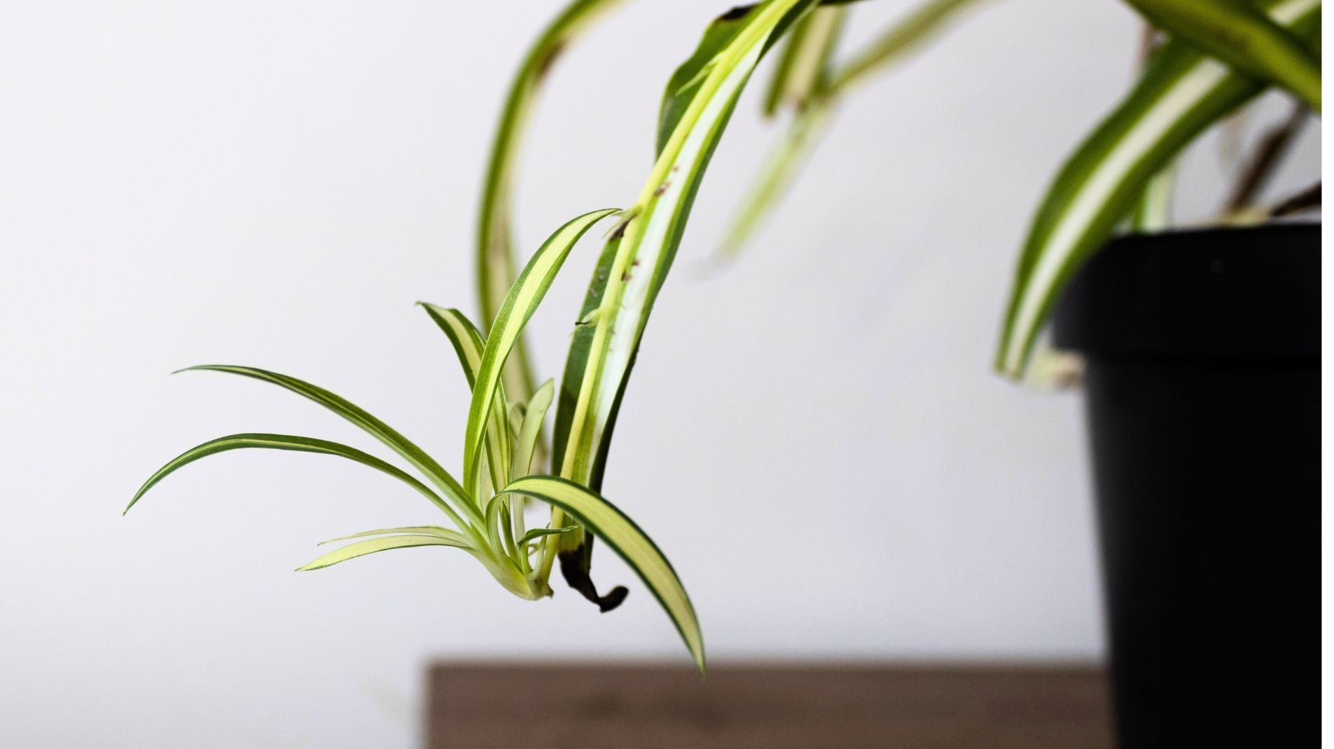 young spider plant still attaached to the main plant