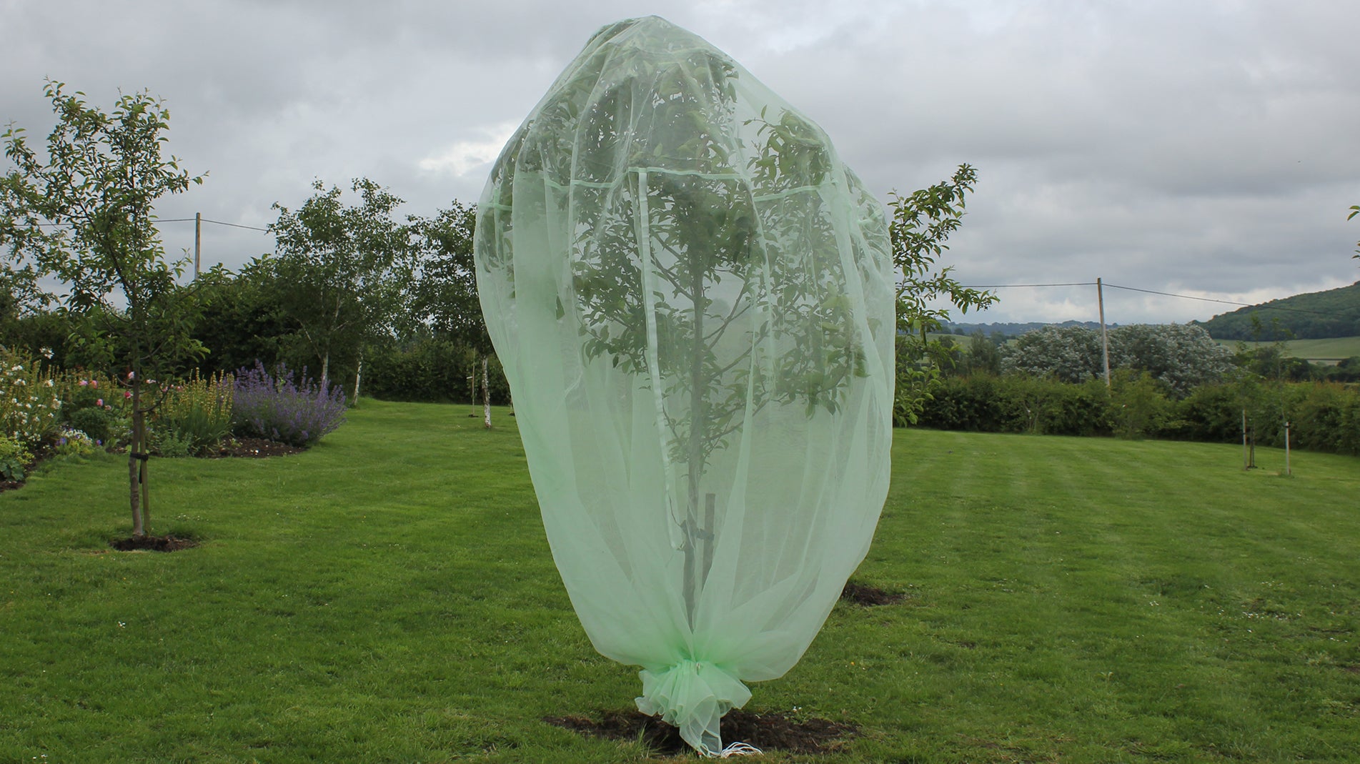 Product Bite: Protect your fruit with Haxnicks Fruit Tree Nets