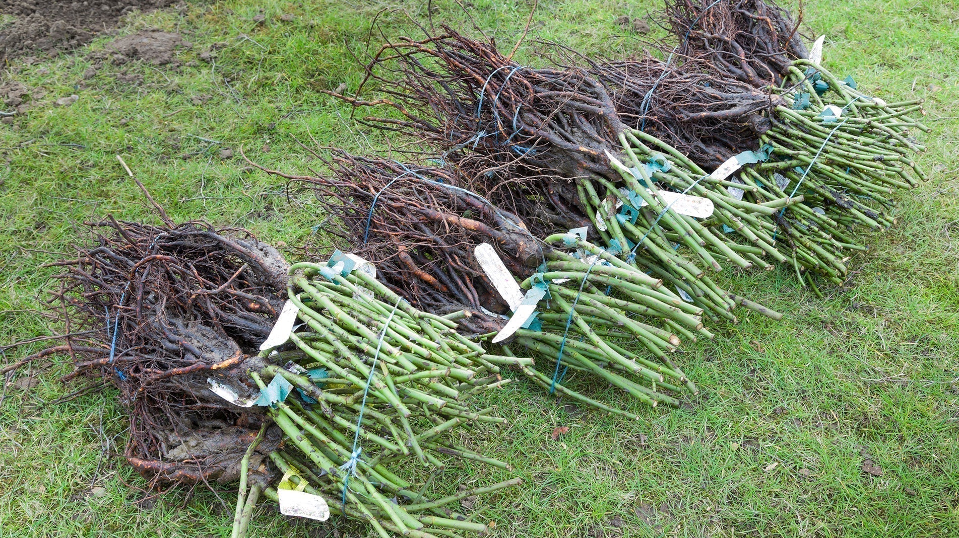 Bare root plants from CANVA