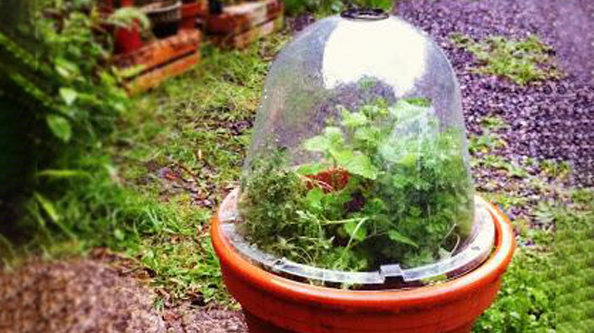 Haxnicks- 4 easy ways to grow during wet summer- Victorian Bell cloche