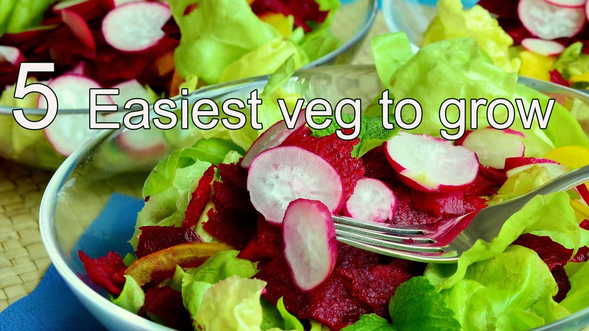 5 Easiest Vegetables to Grow in pots & containers