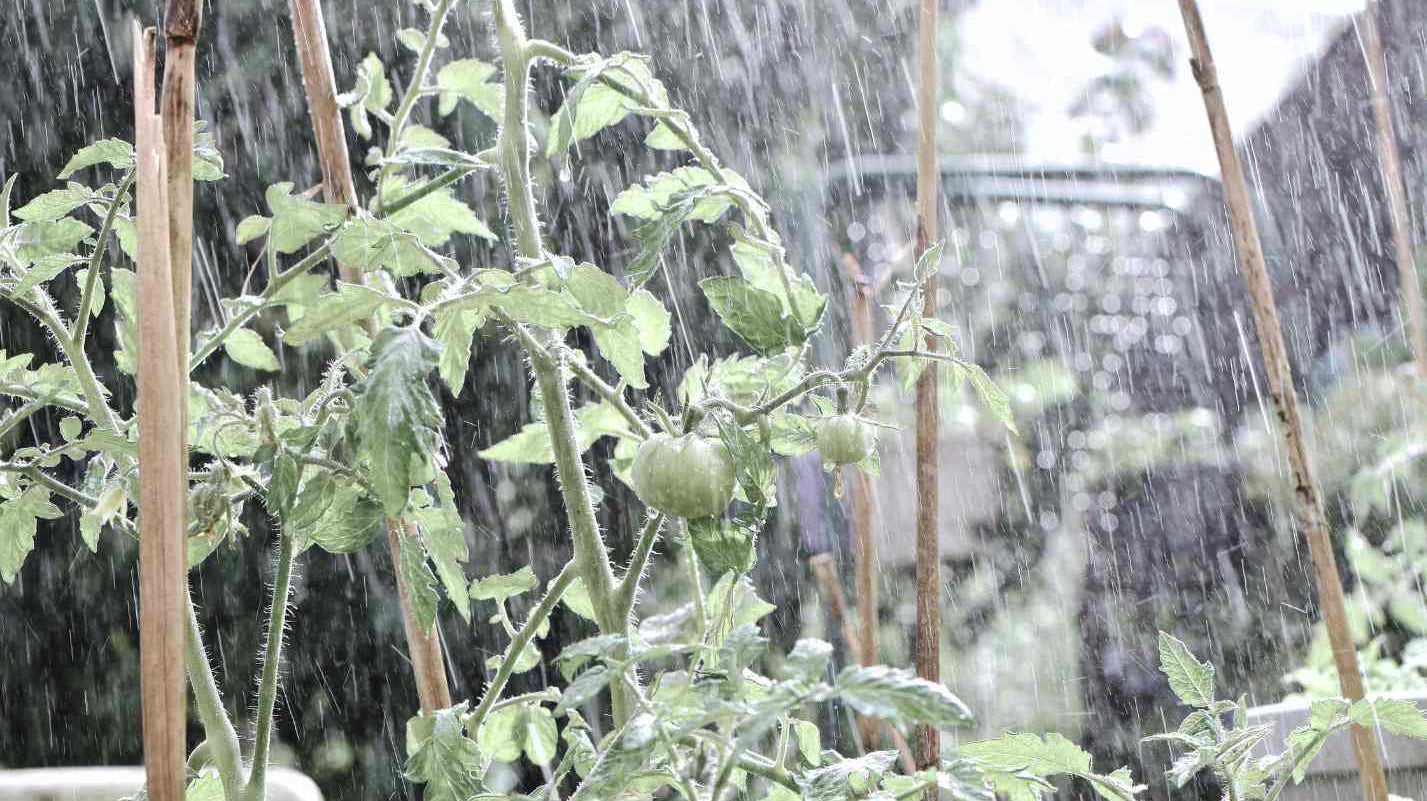 5 Tomato Growing Issues to Look Out For in a Wet Summer