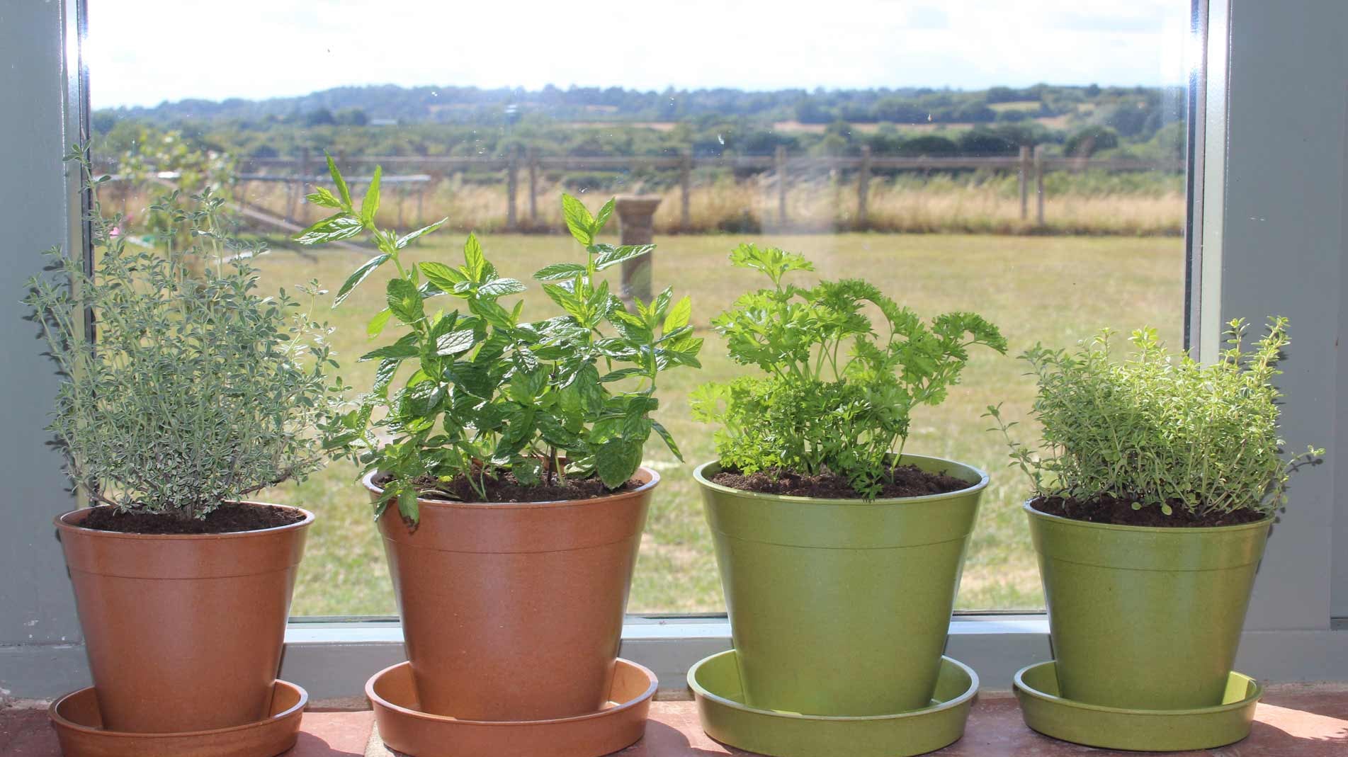 Haxnicks sustainable Bamboo pots, biodegradable, compostable natural bamboo pots