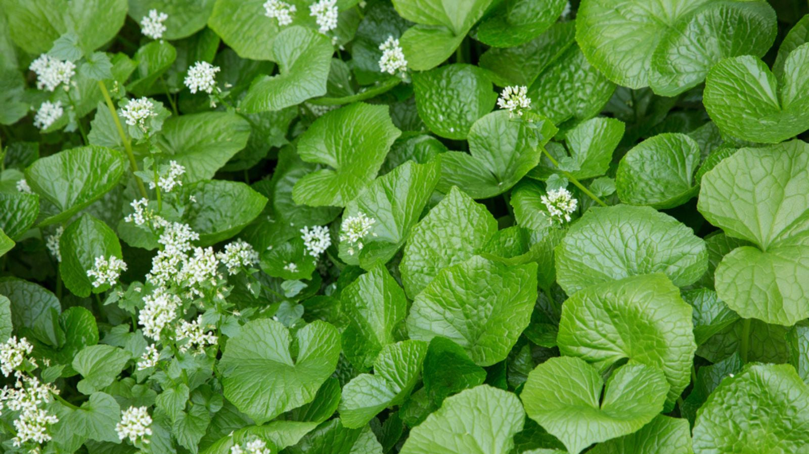 All you need to know to Grow Wasabi in the UK