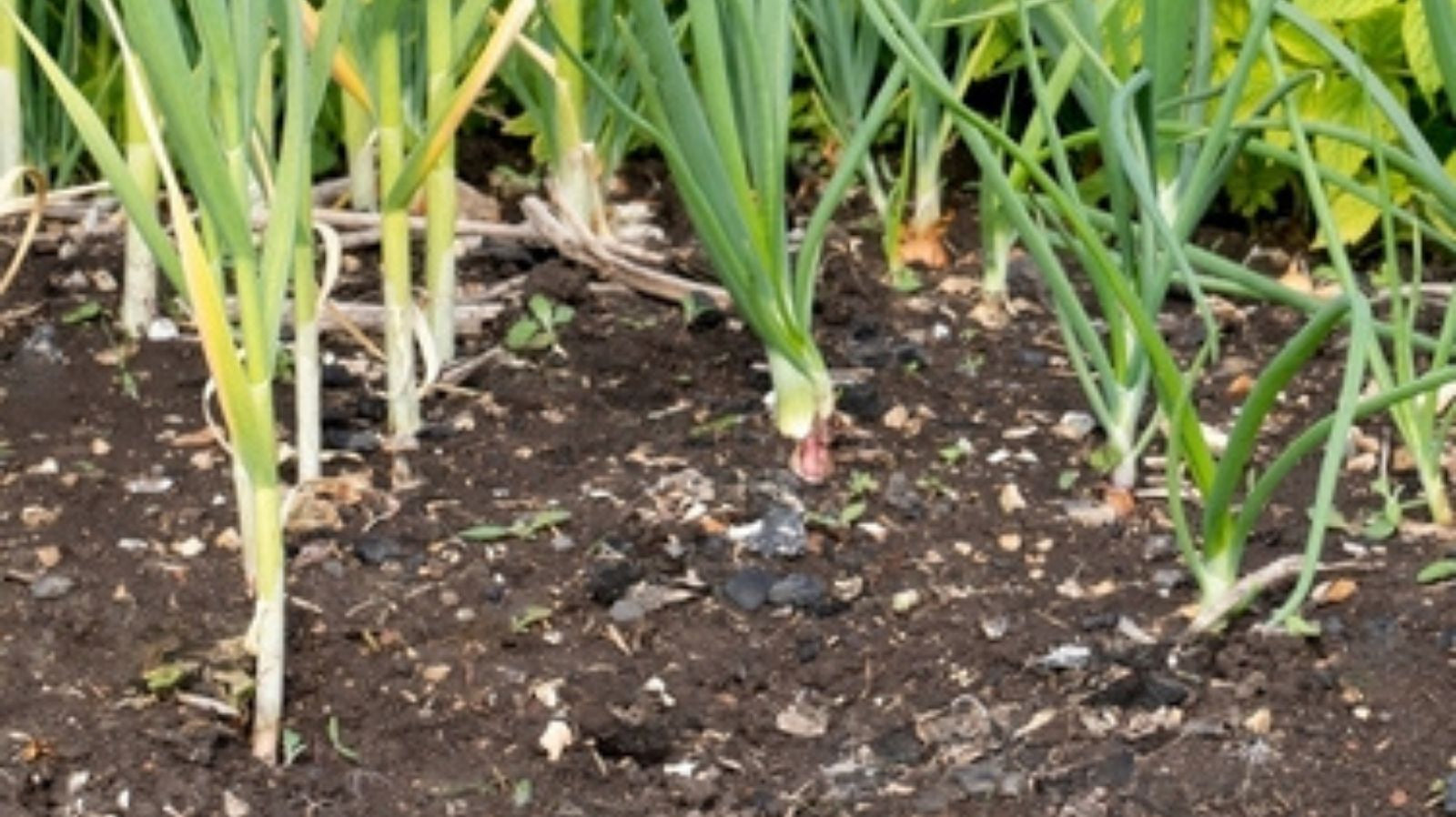 August Planting: Fruit and vegetables to grow in August