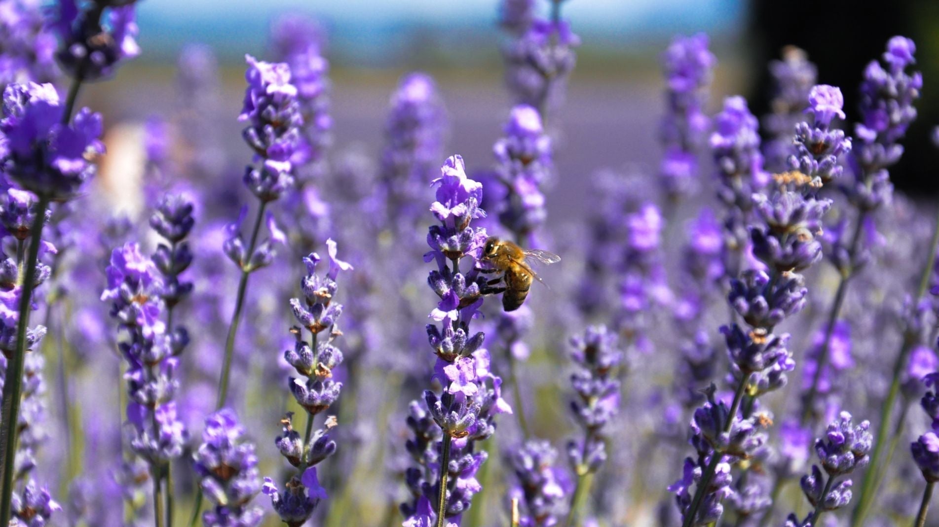 The 'How and Why' of Attracting more bees to our Vegetable Gardens