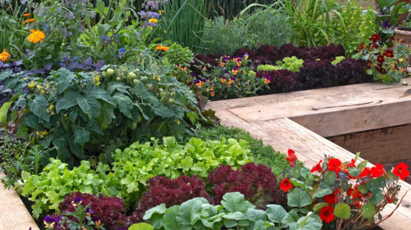 Raised bed with tomato plants , lettuce and nasturtiums as companion plants to deter pests