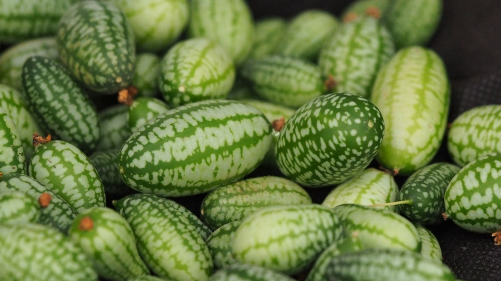 How to Grow Cucamelons - step by step guide