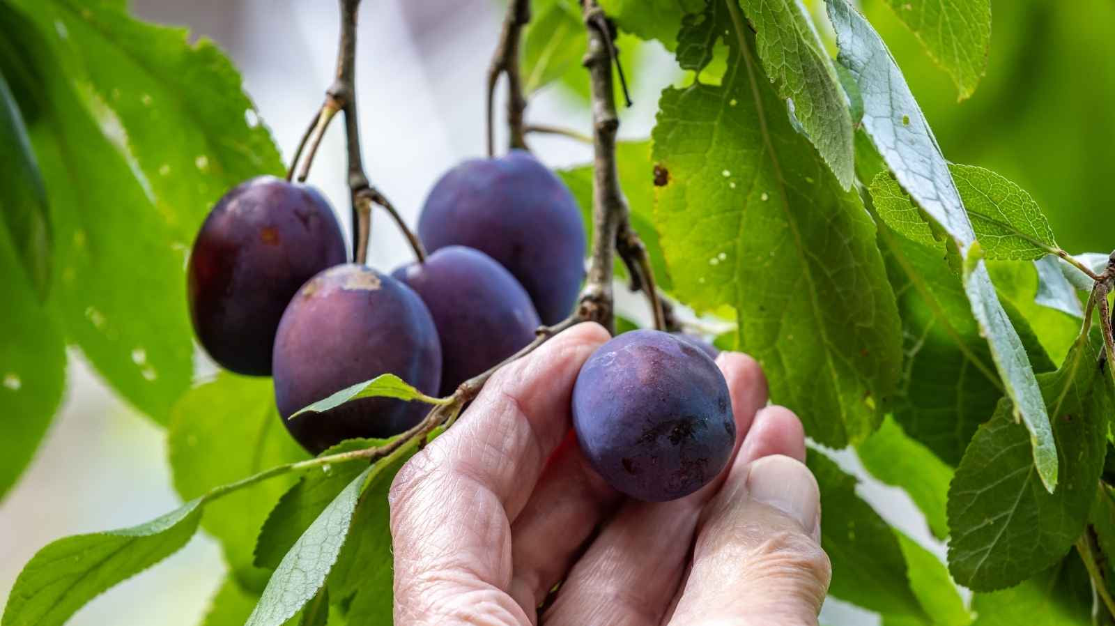 The Secret to Growing delicious Damsons Trees