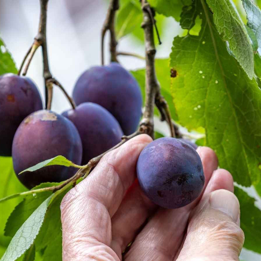The Secret to Growing delicious Damsons Trees