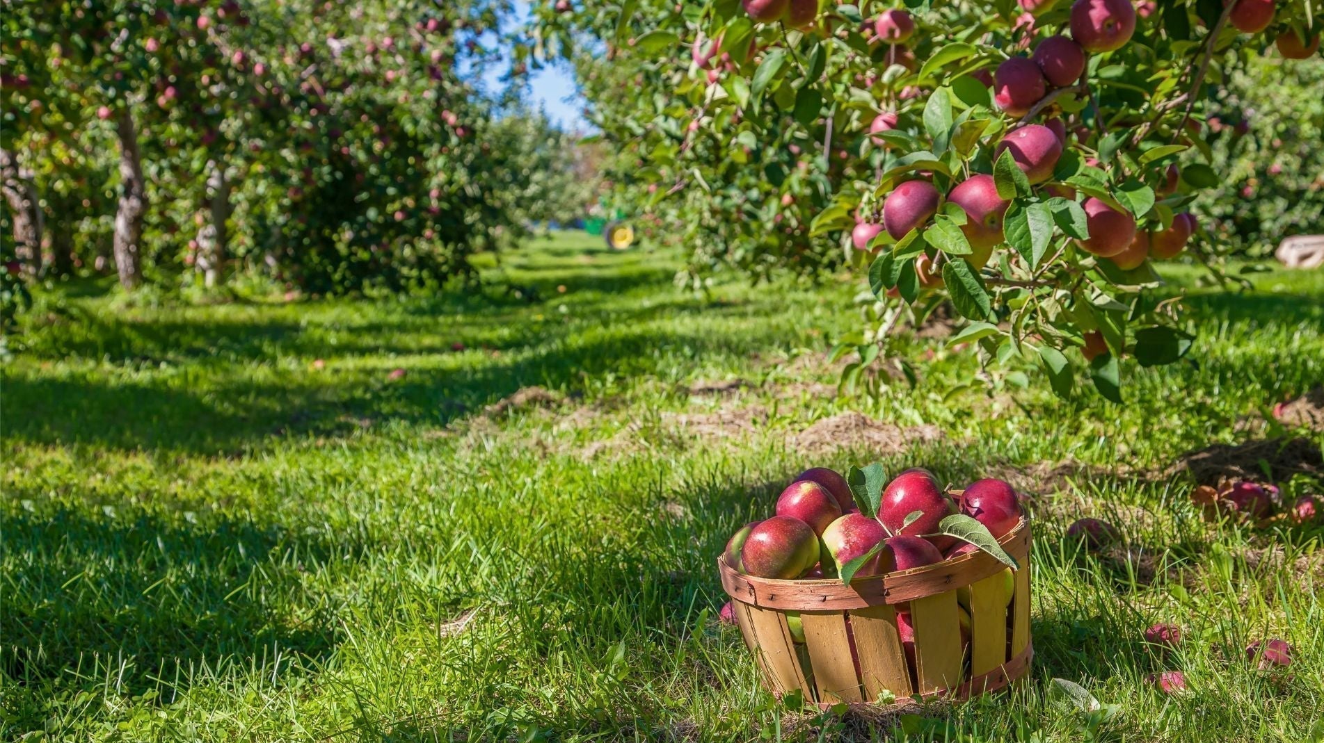 How to Care for your Apple Trees in the UK