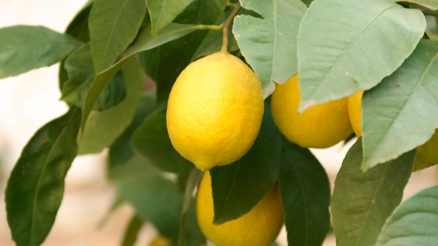 How to Care for your Lemon Tree in the UK