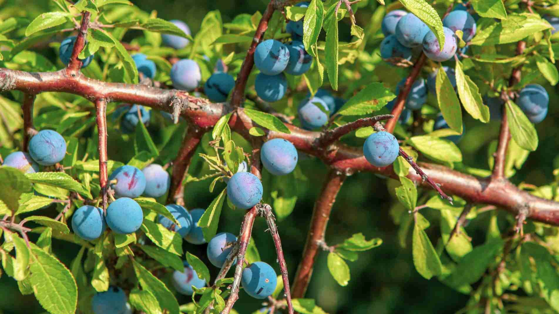 How to Grow Blueberries in Pots in the UK