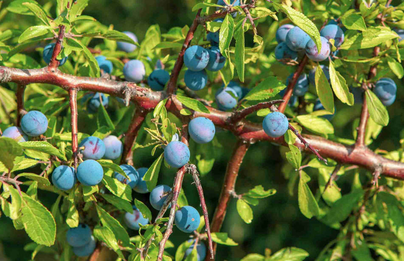 How to Grow Blueberries in Pots in the UK