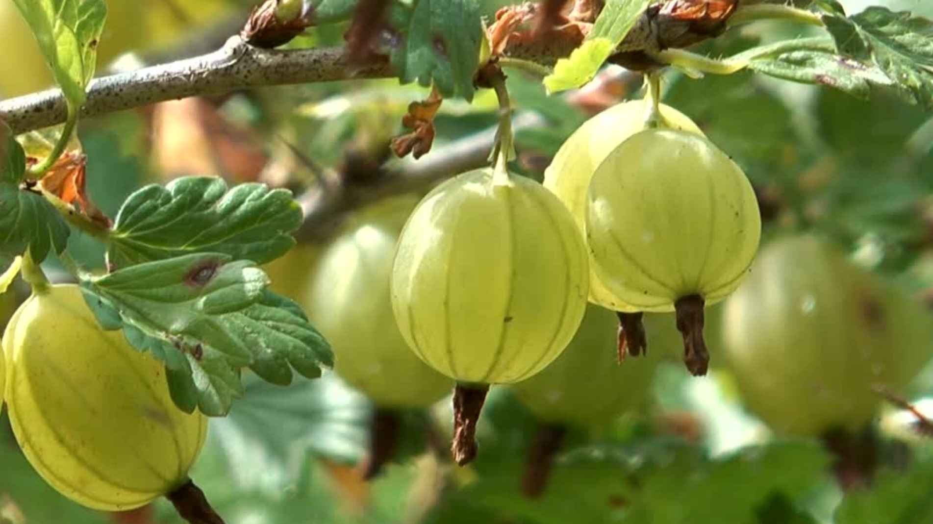 How to Grow Gooseberry Plants in the UK