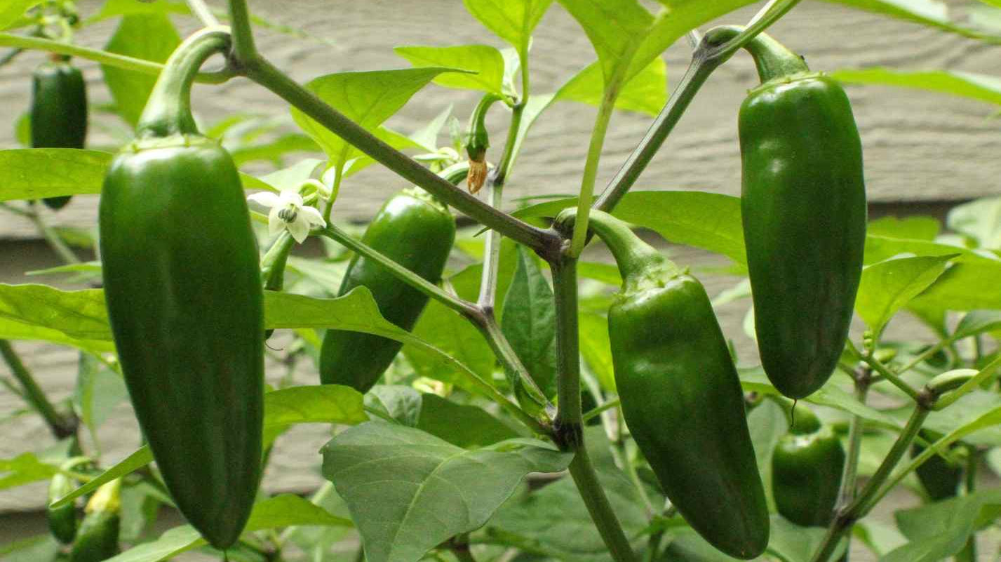 Growing Jalapenos in Pots: A Guide for UK Gardeners