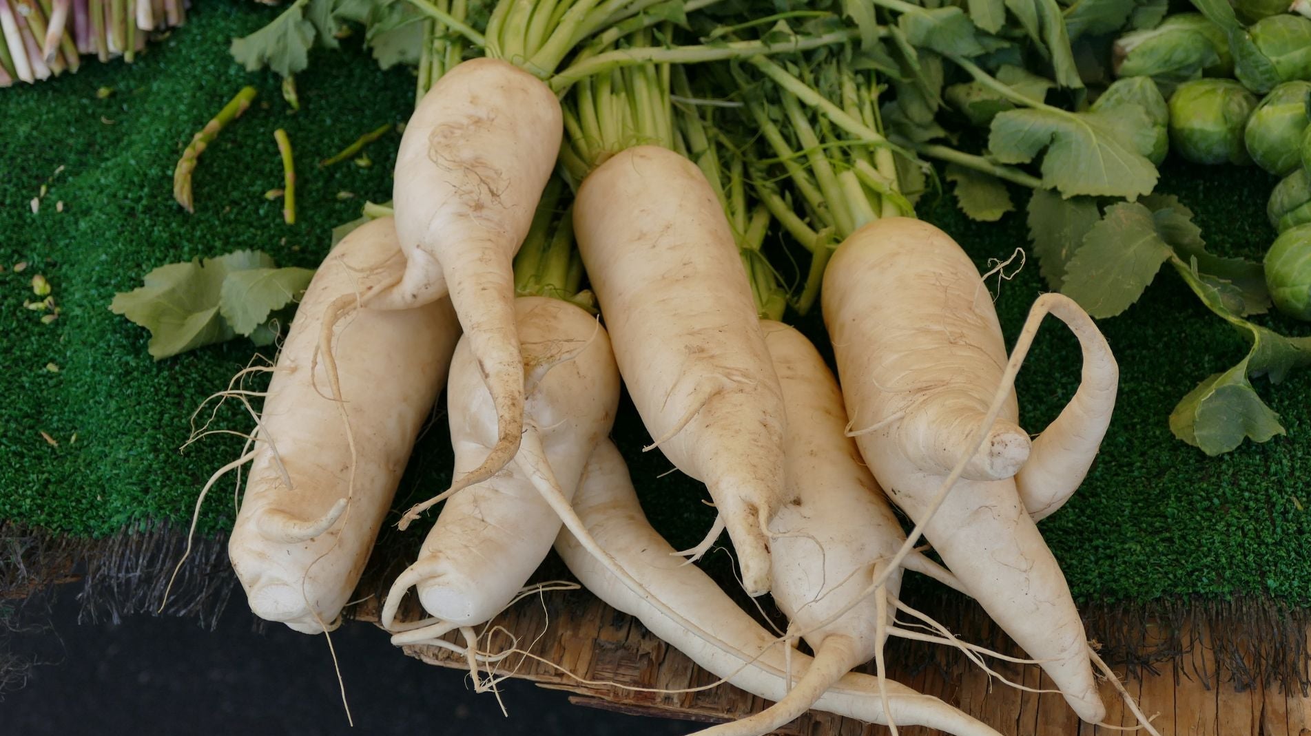 A bunch of washed parsnips newly harvested from the vegetable garden
