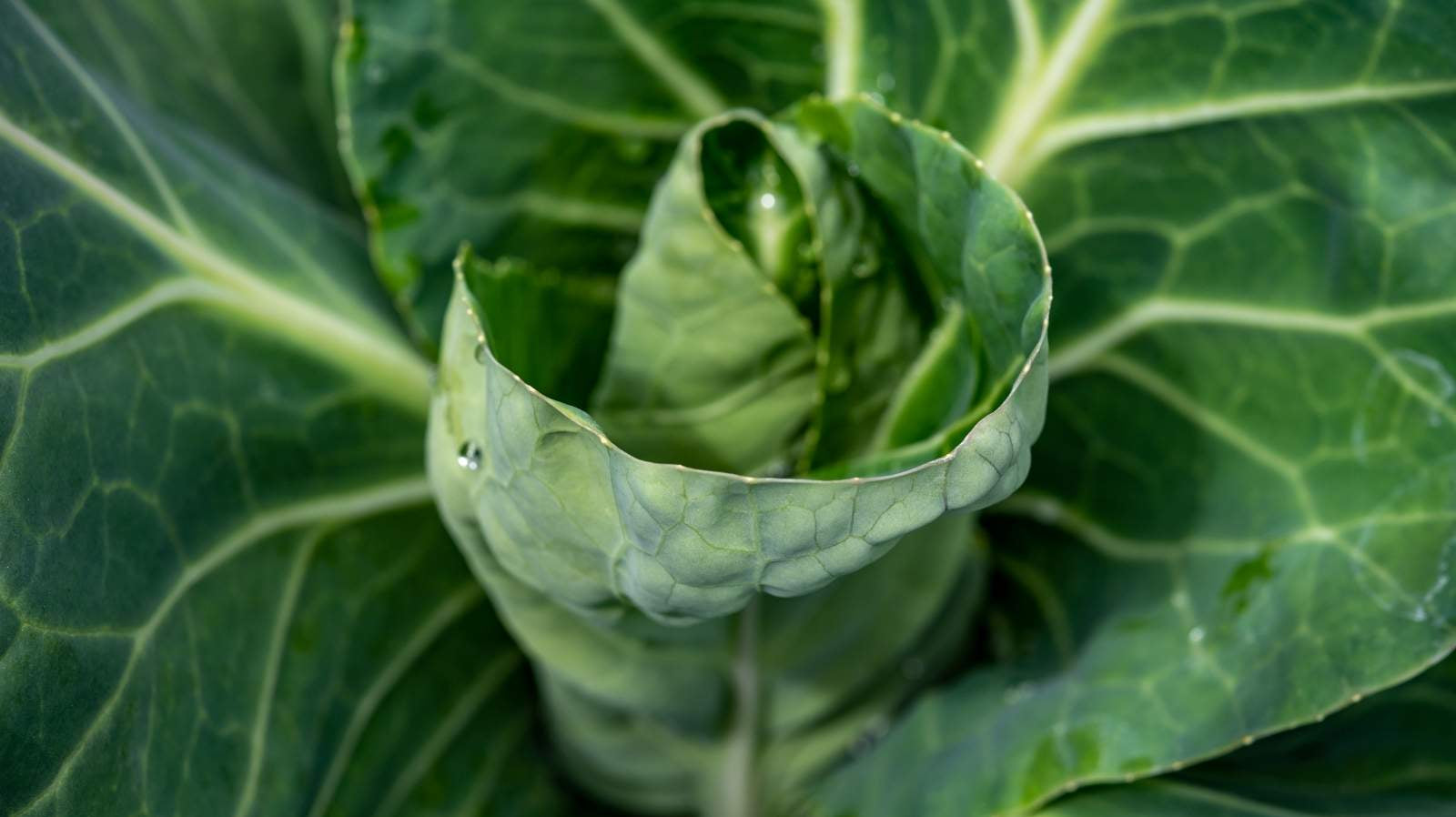 How to Grow Spring Cabbages from seed in the UK