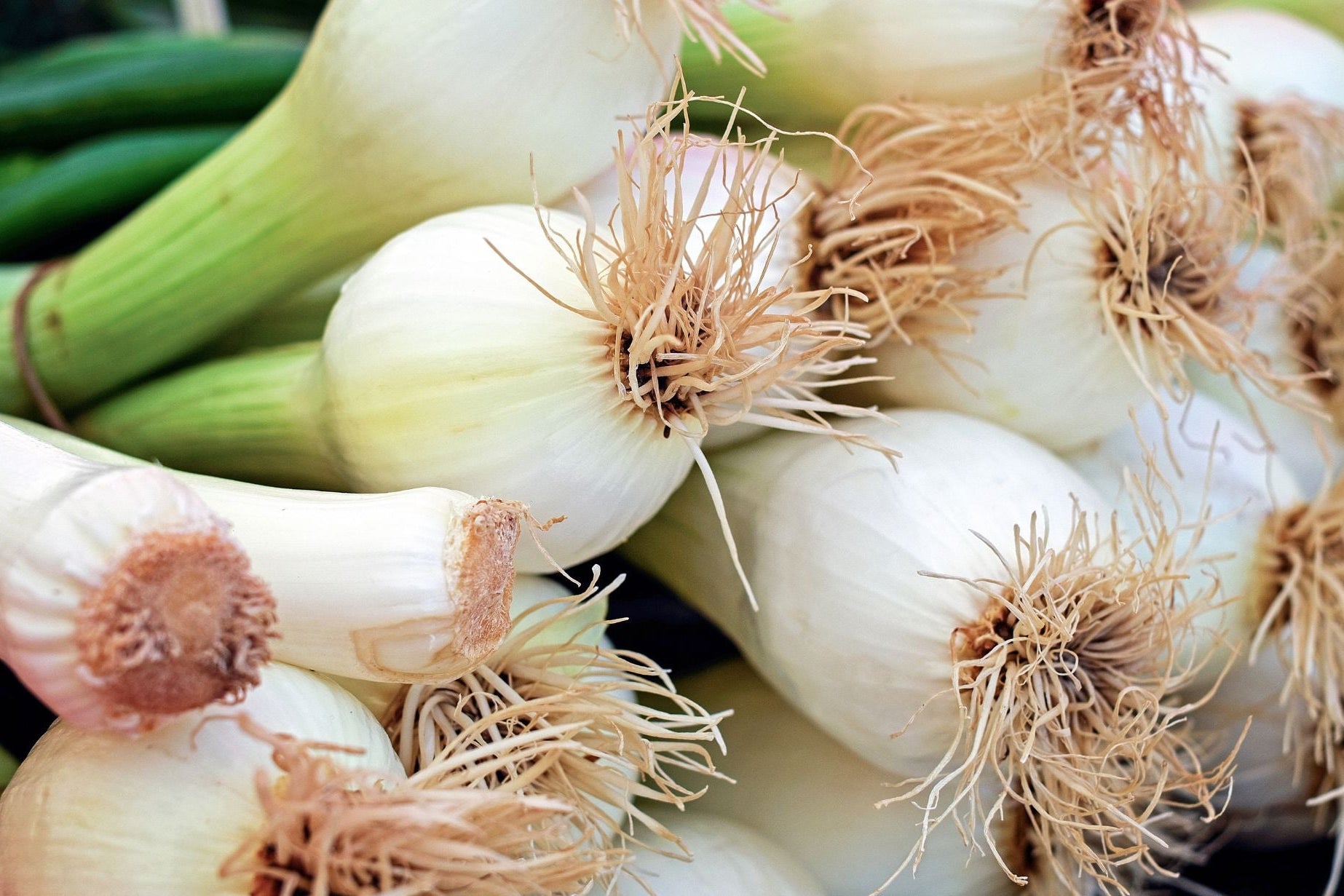 Haxnicks- how to grow spring onions or scallions- grow at home