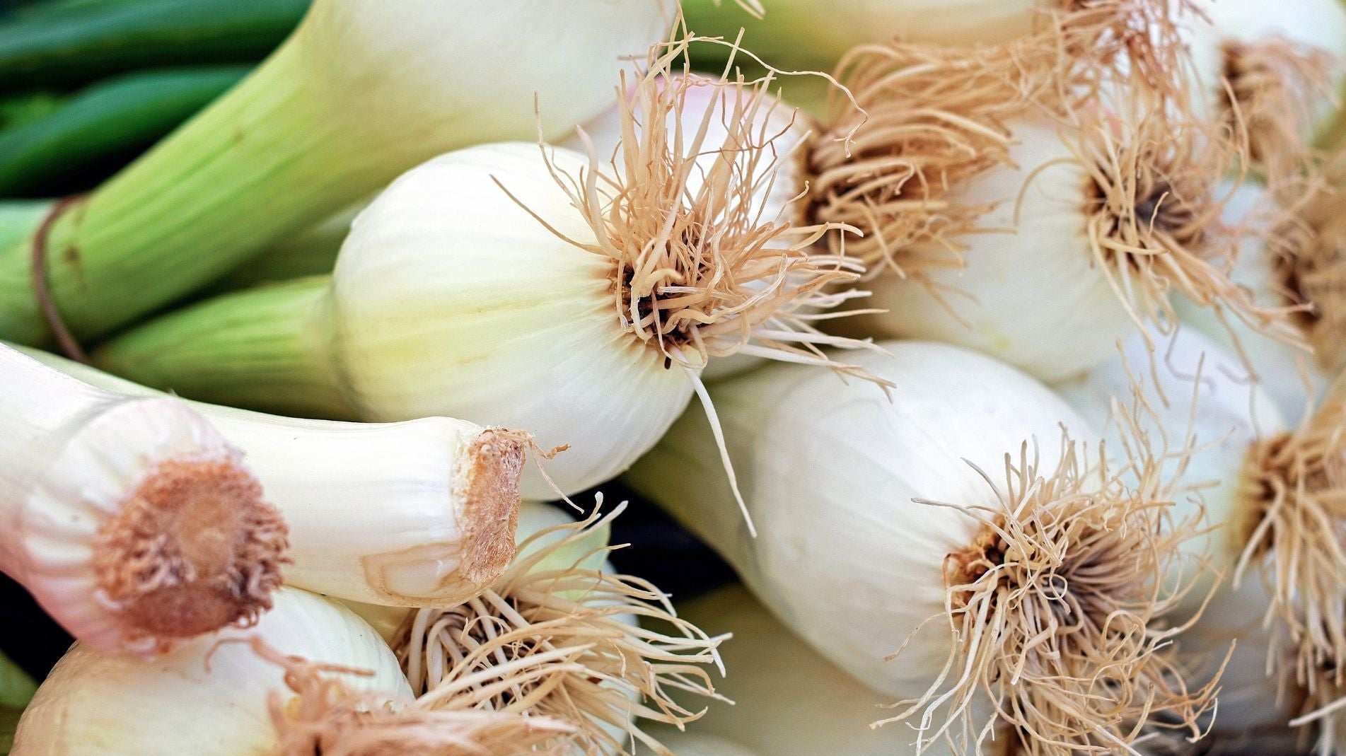 Haxnicks- how to grow spring onions or scallions- grow at home