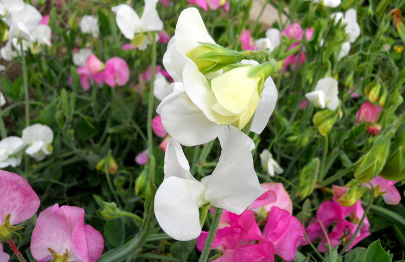 Easy Guide to Planting Sweet Peas in Spring