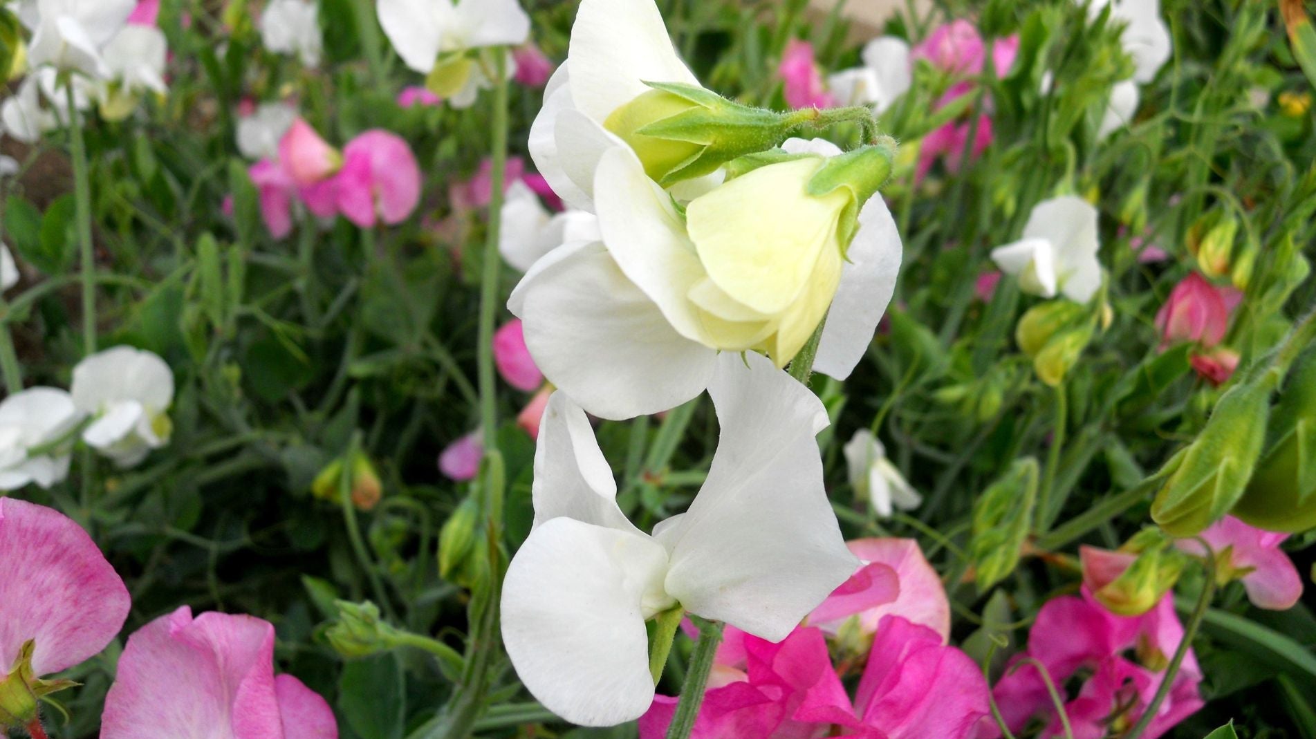 Easy Guide to Planting Sweet Peas in Spring