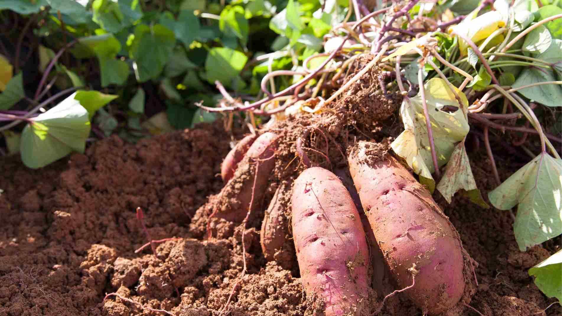 haxnicks- how to grow sweet potatoes- easy sweet potato growing guide-potato sprouting