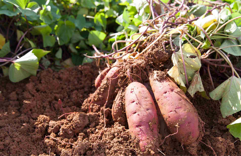haxnicks- how to grow sweet potatoes- easy sweet potato growing guide-potato sprouting