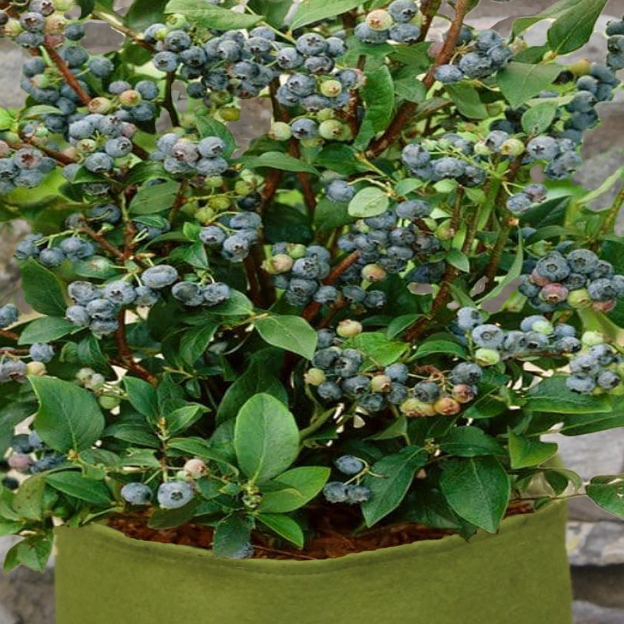 10 Top Tips for Growing Blueberries in Pots