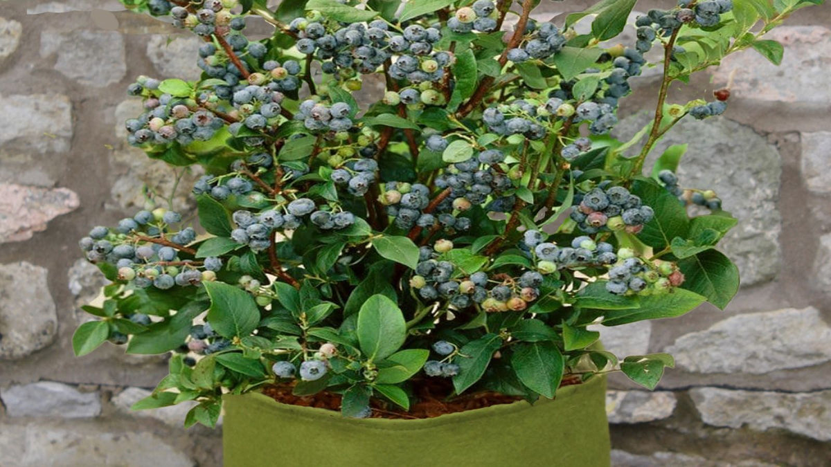 10 Top Tips for Growing Blueberries in Pots  Haxnicks