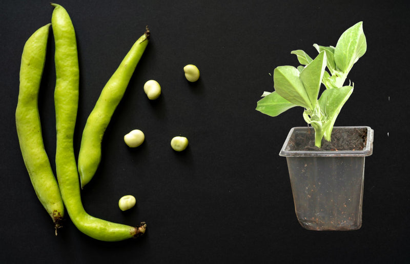 How to Grow Broad Beans in Containers