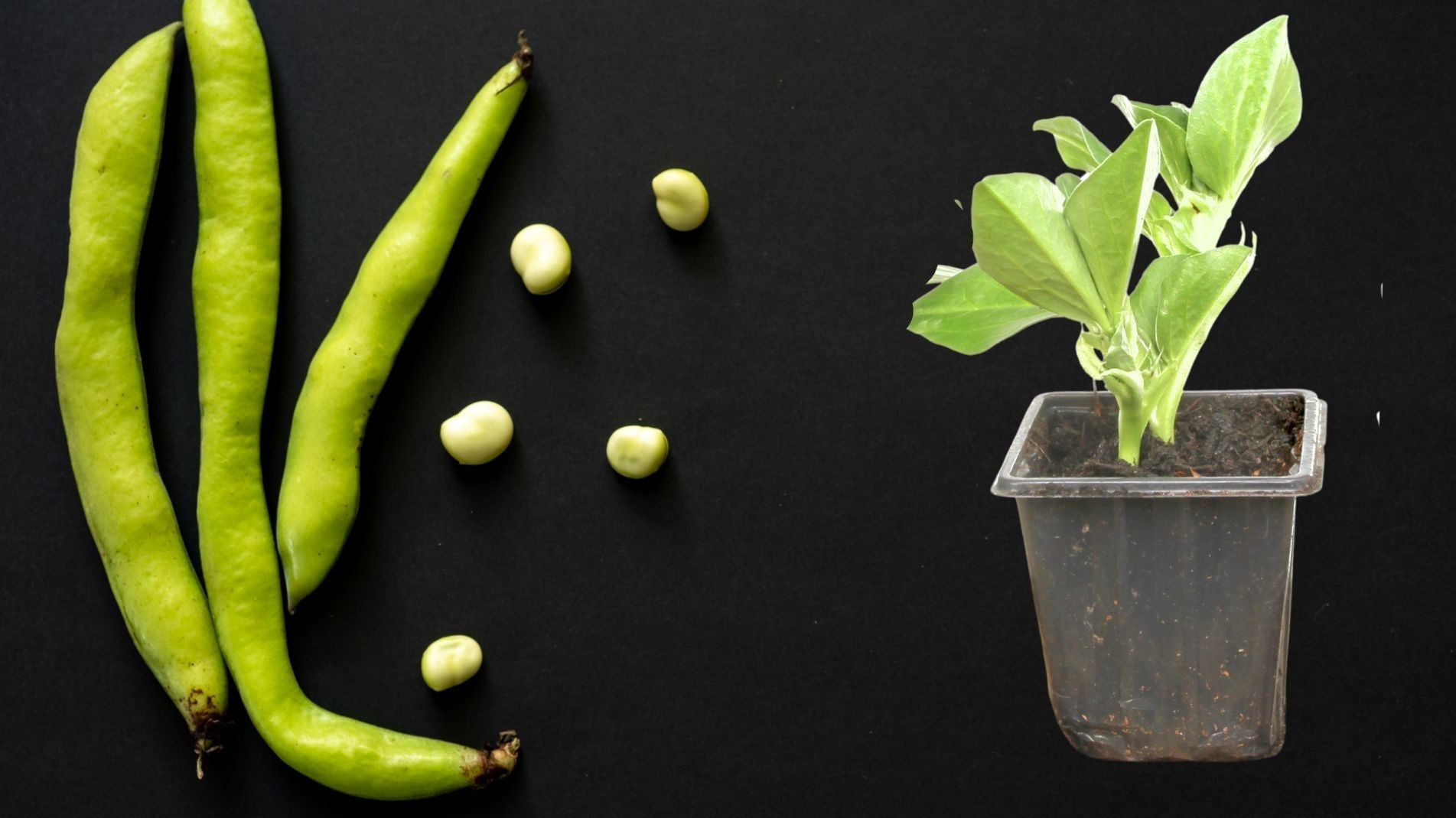 How to Grow Broad Beans in Pots and Containers