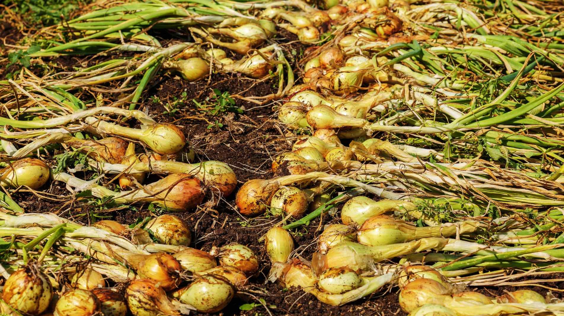How to Harvest and Store Onions & Garlic