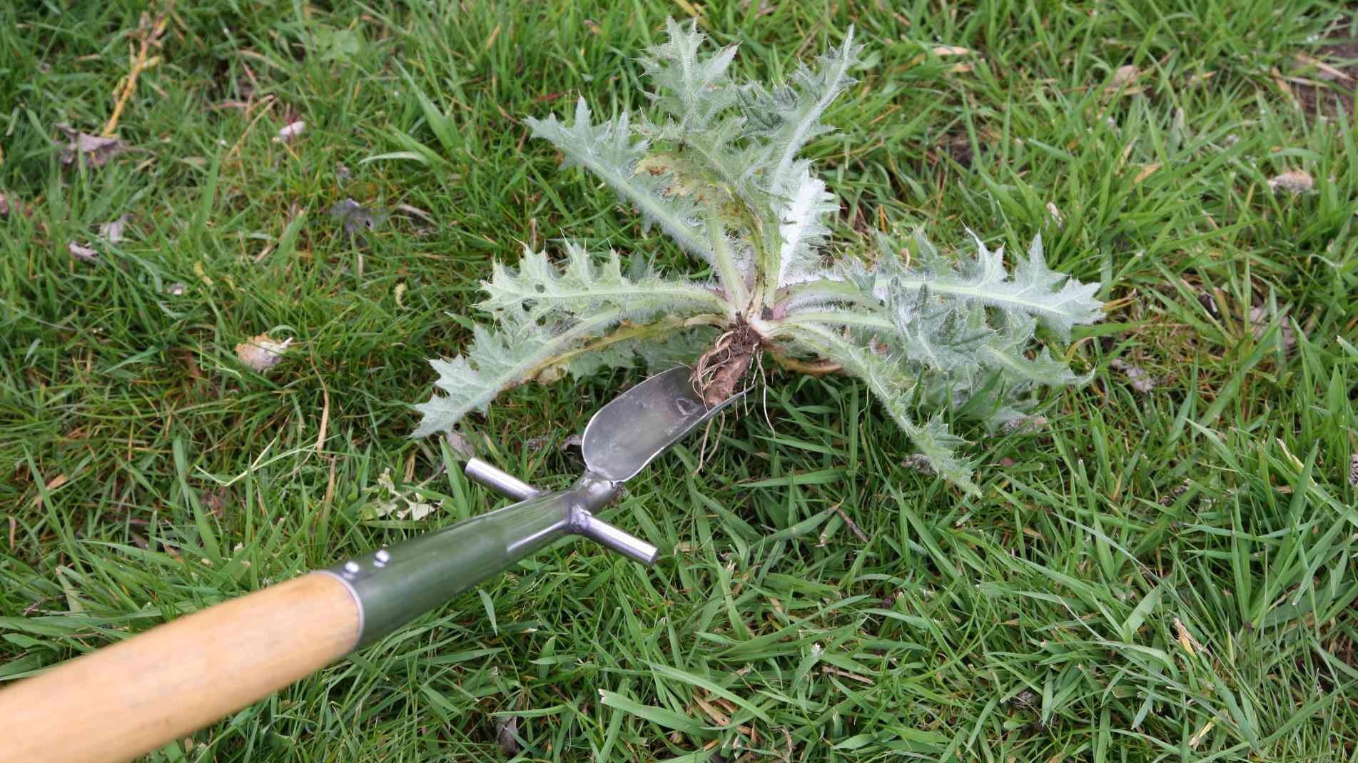 A Guide to Garden Weeds (and how to get rid of them!)