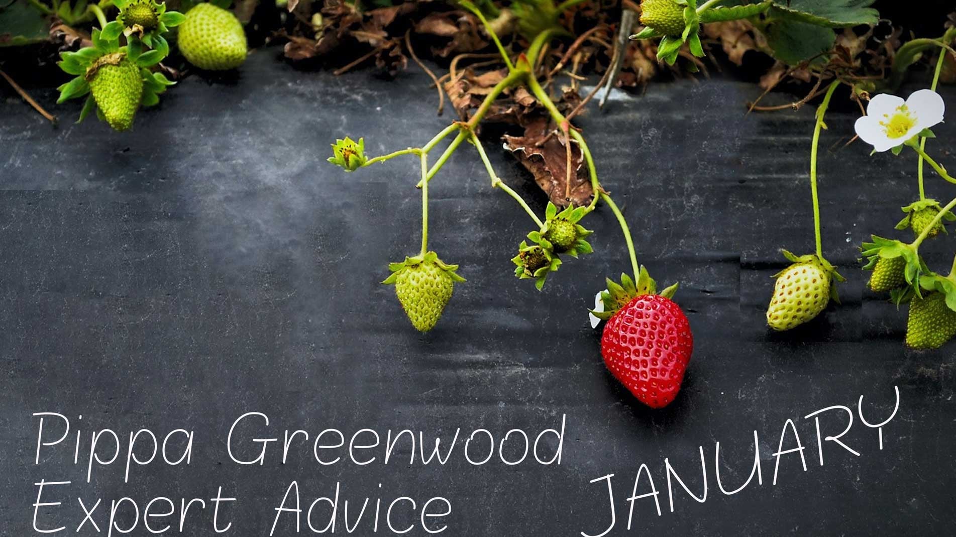 Pippa Greenwood Haxnicks gardening tips for new year January 2021