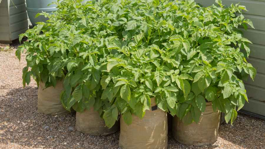 at lest 4 hemp potato planters possibly 6 standing on gravel outside and containing mature potato plants
