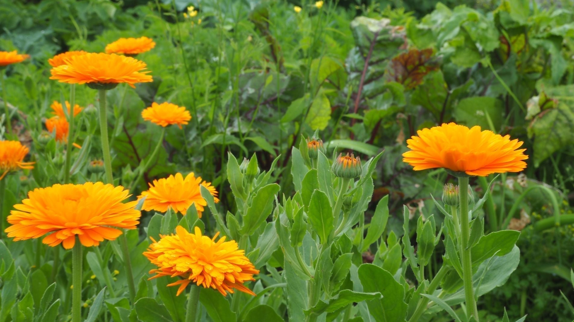 Marigolds great for companion planting - learn how to do companion planting