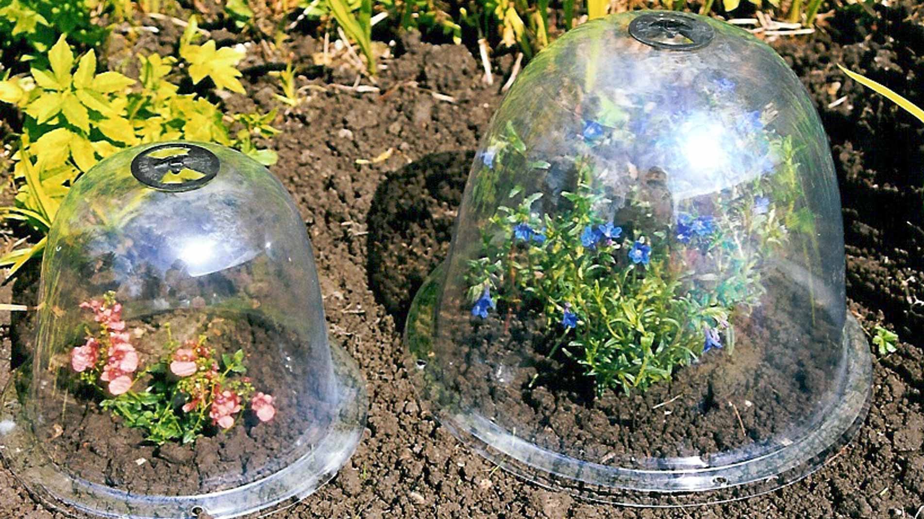 Victorian Bell cloche plant protection from harsh weather and pests