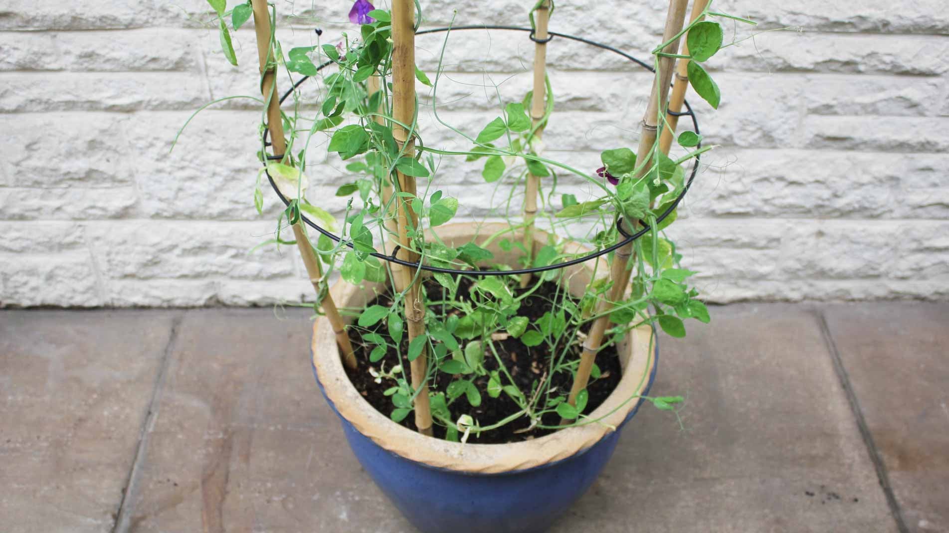 Product Bites: Cane Rings - decorative plant supports