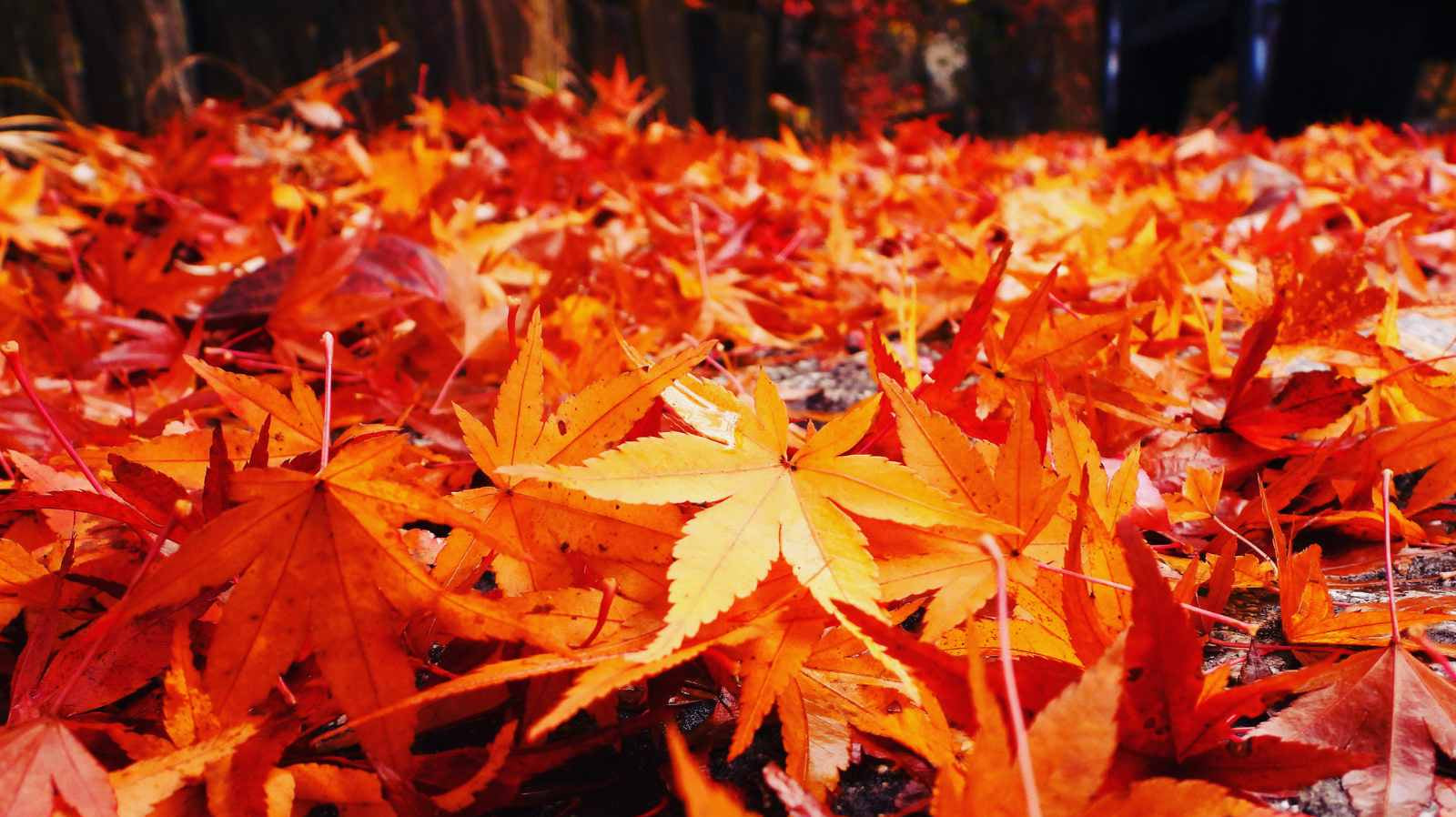 Product Bite: Leaf Picker - the easy way to collect autumn leaves