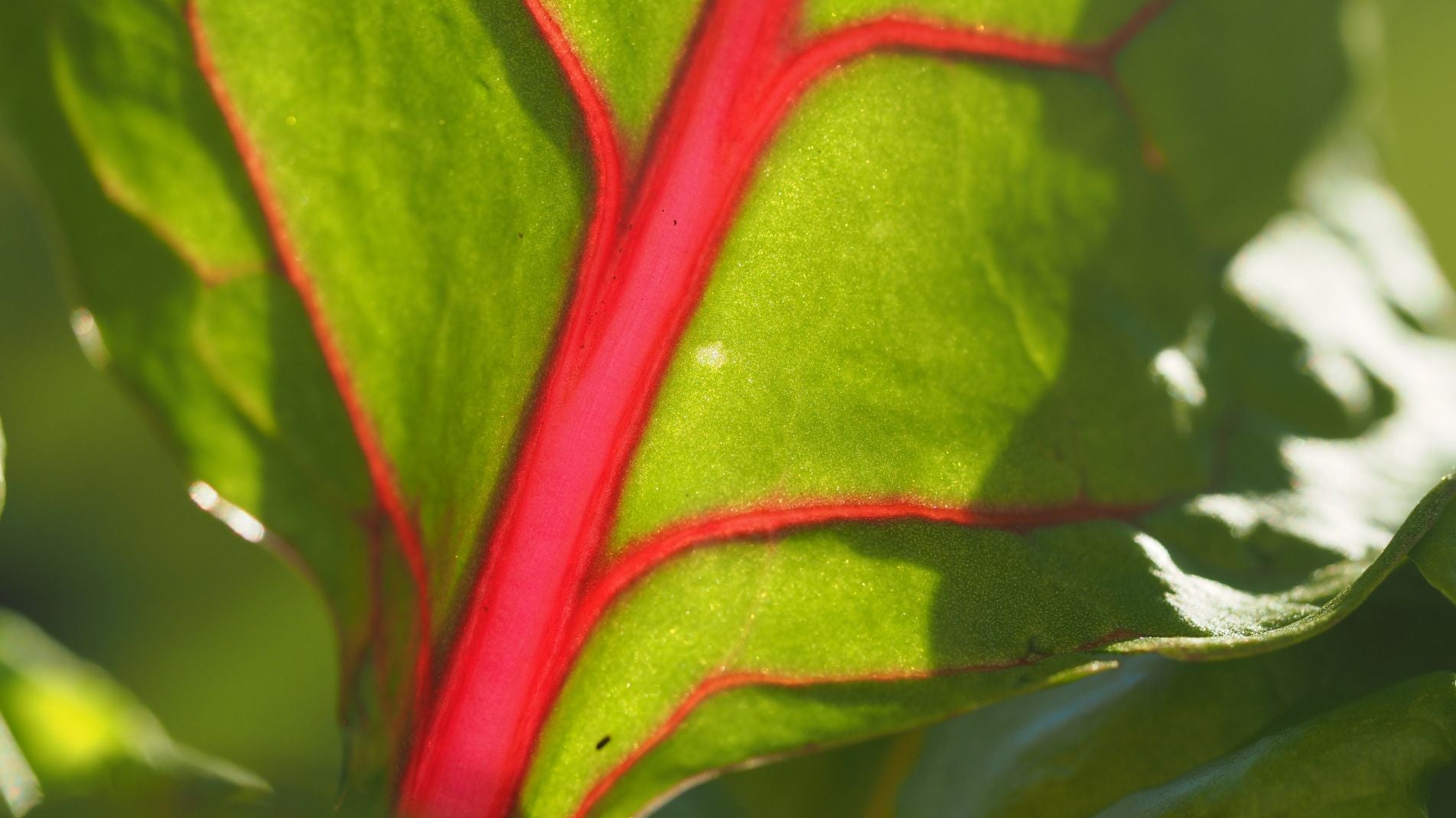 Growing Swiss Chard in the UK: A Gardener's Guide