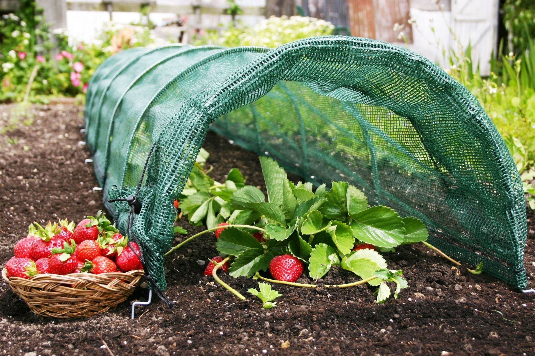 The Essential Garden Tool for Strawberries & Salad Crops