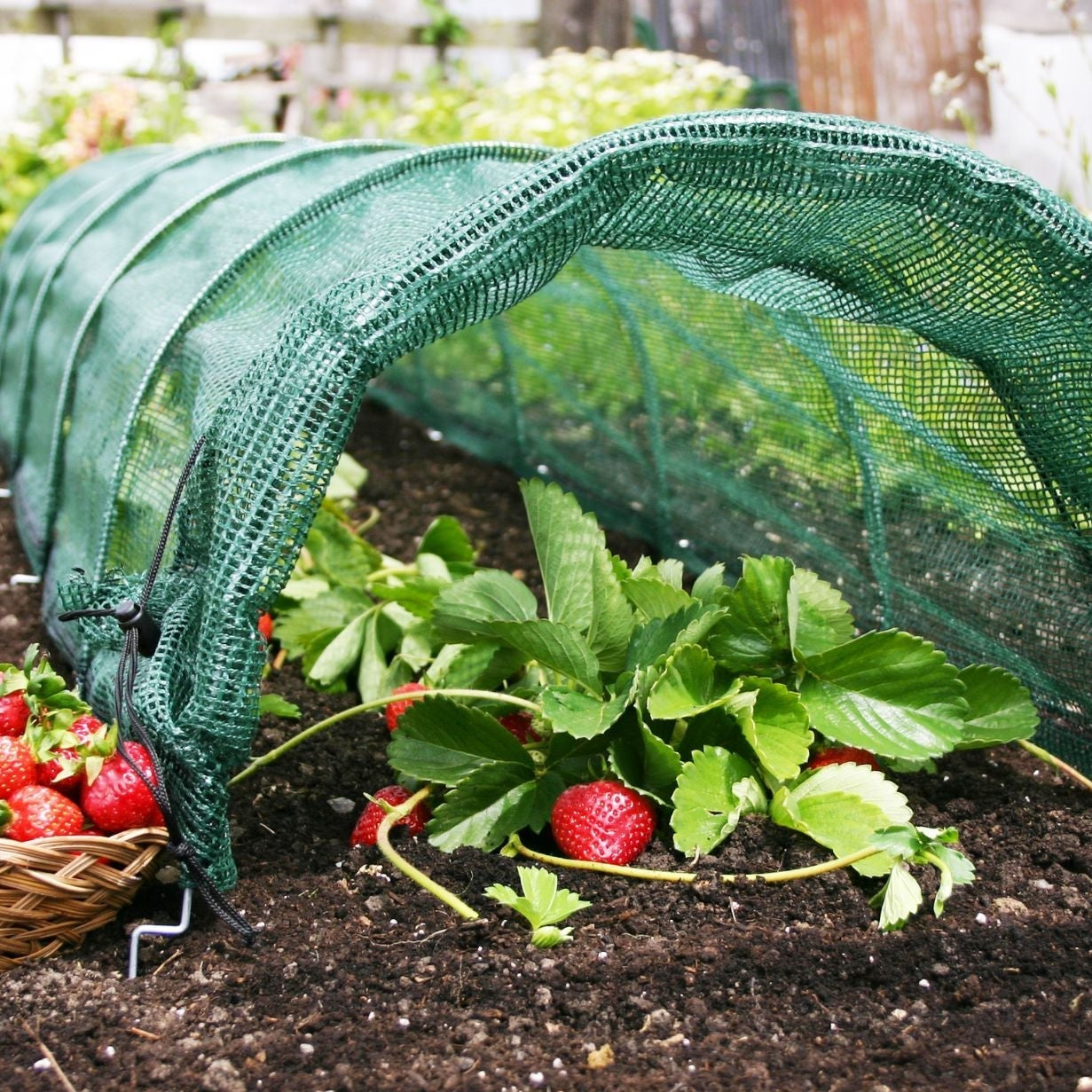 The Essential Garden Tool for Strawberries & Salad Crops