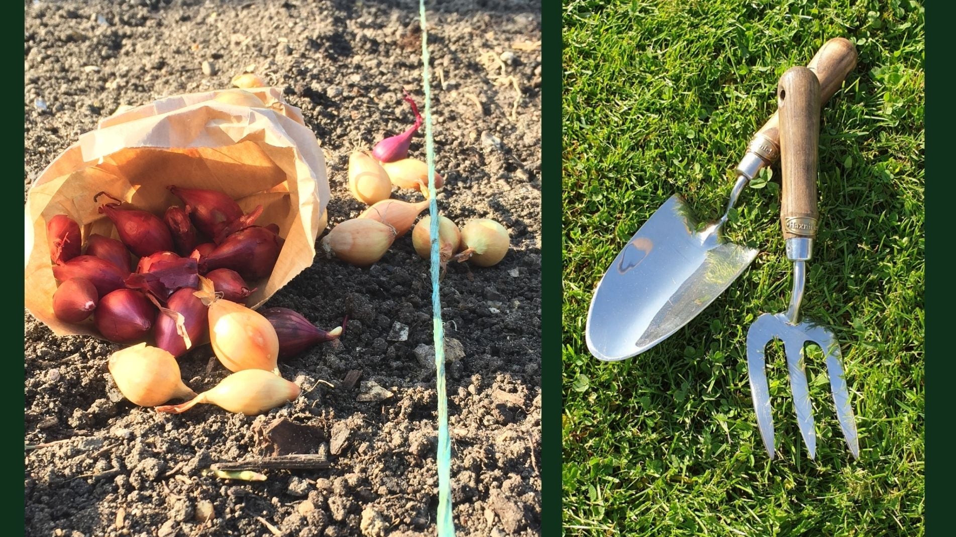 Pippa Greenwood what to plant in February