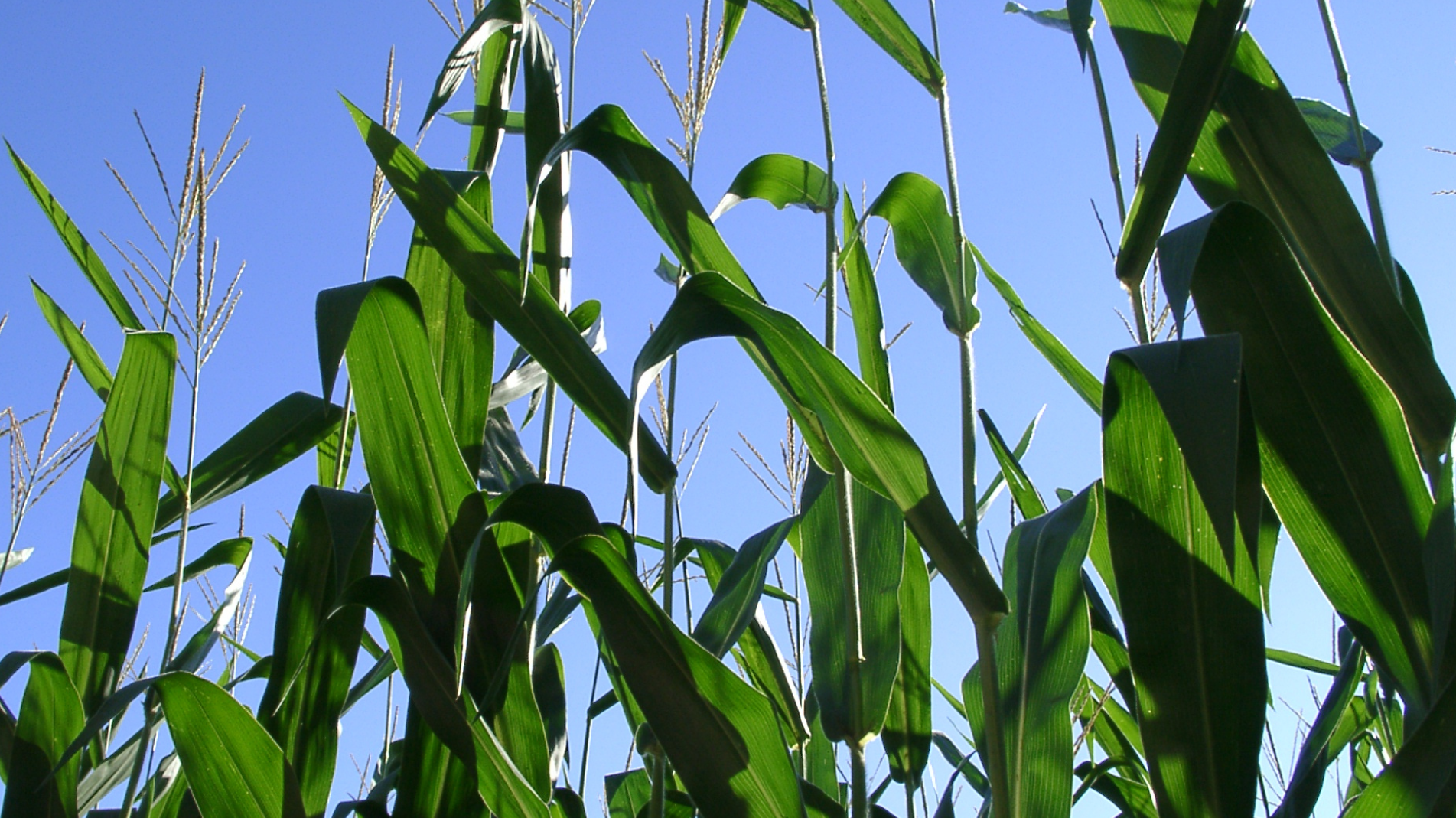 June Planting: Fruits and vegetables to grow in June