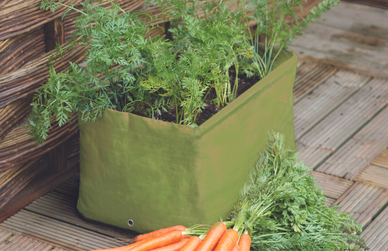 Step by step: How to grow carrots in planters