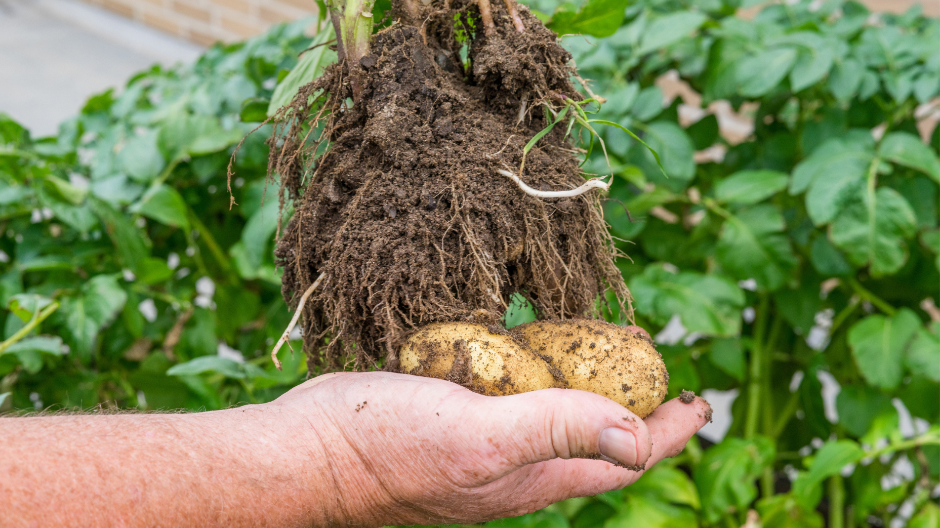 A step by step guide to growing potatoes in containers