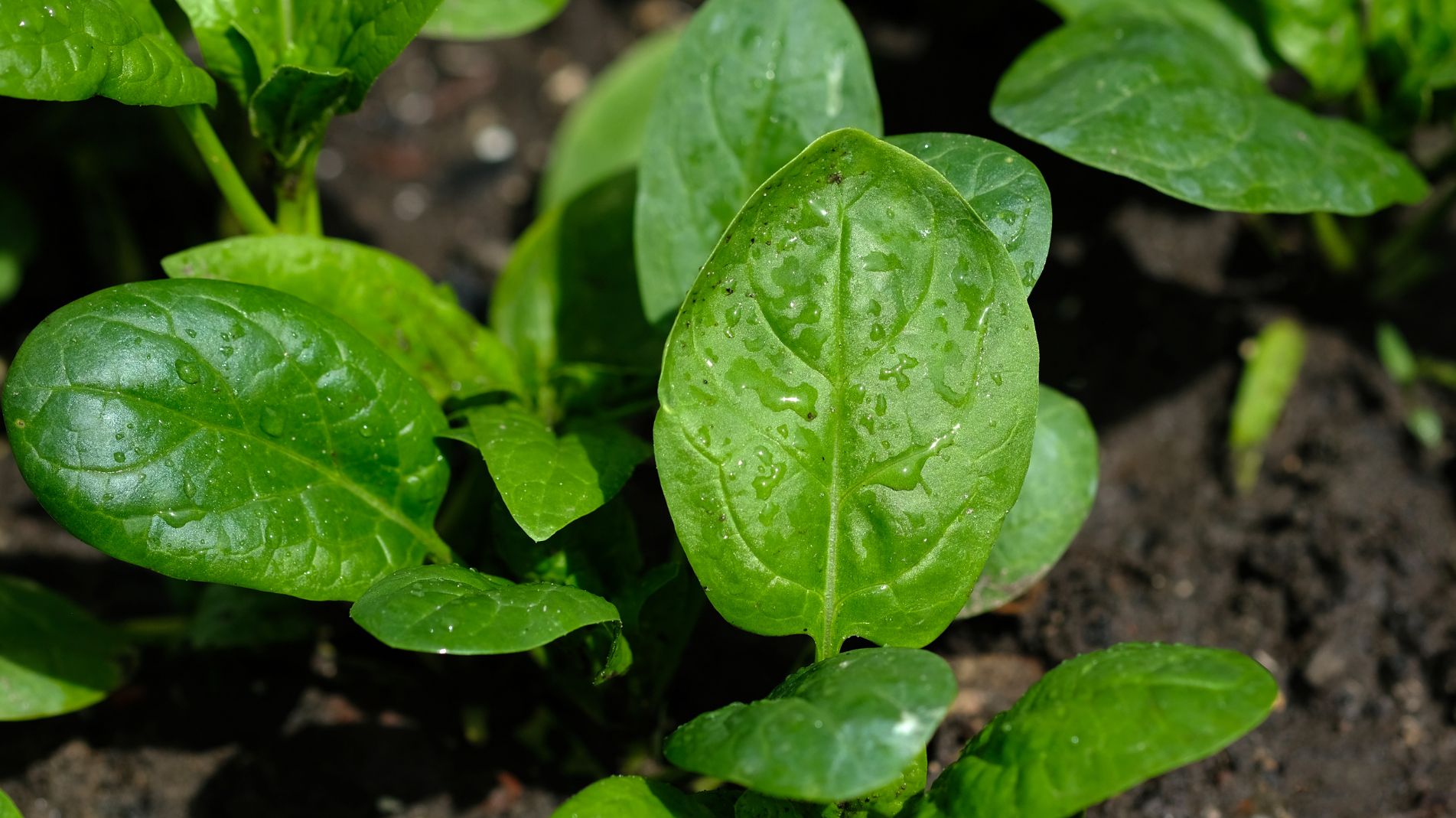 Young plants growing in the soil
